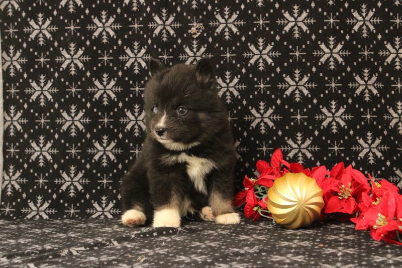 puppy, for, sale, Pomsky, Matthew B. Stoltzfus, dog, breeder, Gap, PA, dog-breeder, puppy-for-sale, forsale, nearby, find, puppyfind, locator, puppylocator, aca